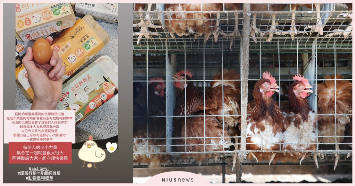 你知道自己吃的雞蛋來自哪裡嗎？有「動物福利標章」的雞蛋，不僅守護母雞，也守護你的健康與心~ 台灣動物社會研究會、動物福利、護蛋行動、非籠飼雞蛋、雞蛋