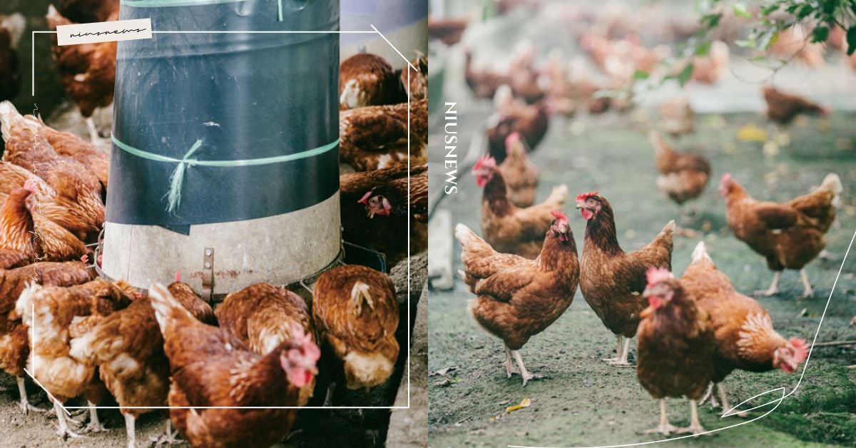 主婦聯盟合作社推「台灣善糧黃金土雞」守護餐桌安心！堅持本土非基改飼料與友善飼養，從源頭實踐「善的循環」 