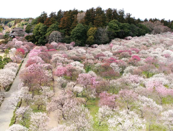 第121屆水戶市的梅花季【茨城縣水戶市・偕樂園・弘道館】 梅花季、弘道館