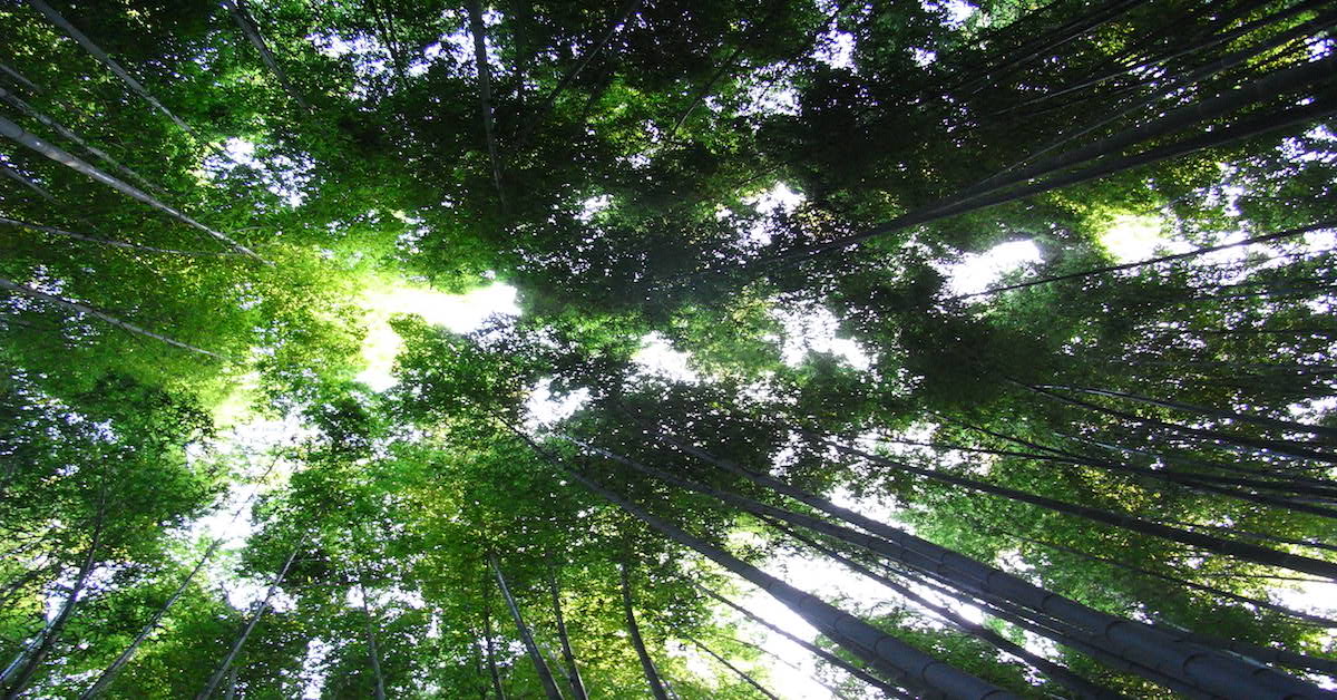 感受一下鎌倉報國寺的片刻寧靜吧 鎌倉、神奈川縣、東京近郊、一日遊、抹茶