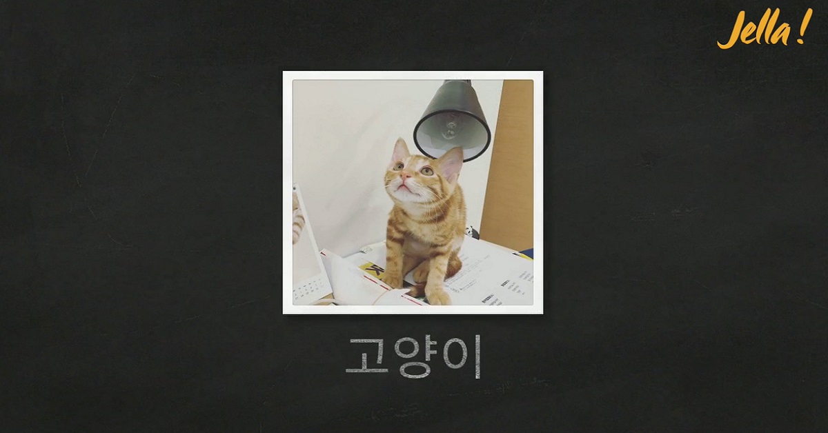 고양이 (貓咪)  單字卡一下、貓咪