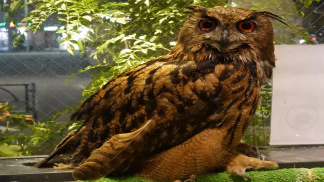 【東京】與貓頭鷹一起享受夜晚 WISE OWL HOSTELS TOKYO 