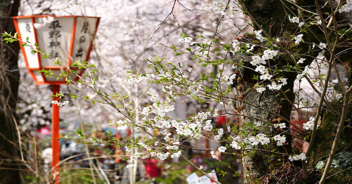 2017賞櫻名所｜關西地區追櫻趣 櫻花季、熱門景點、賞櫻預測、櫻花前線、夜櫻