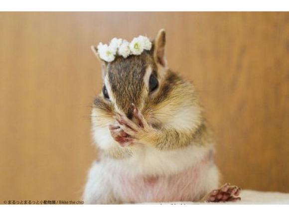 收集了許多刺蝟、松鼠等小動物照片的「圓圓的小動物展」將在淺草舉辦 刺蝟、松鼠、圓圓的小動物展