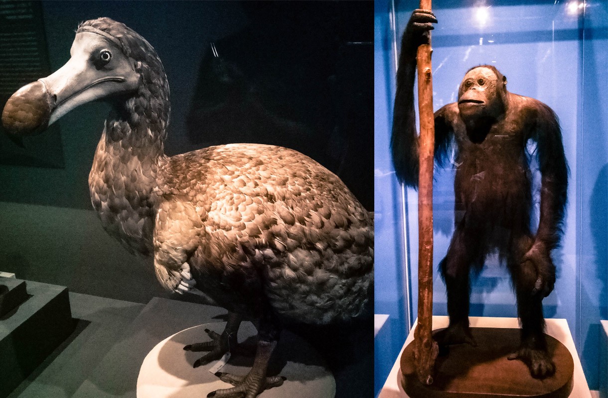 【Ｗondershow帶你看展覽】渡渡鳥重返自然？世界的自然珍寶─《大英自然史博物館特展》 台北、展覽、自然史、大英博物館、大英自然史博物館、渡渡鳥、絕種動物、自然、中正紀念堂、Wondershow