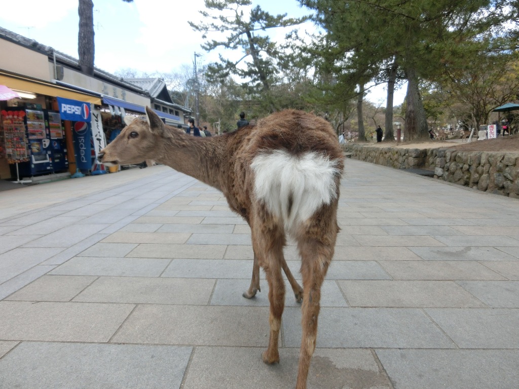【日本】奈良遇見小鹿斑比，讓小鹿圍繞在你身邊！ 梅花鹿，日本奈良，旅遊