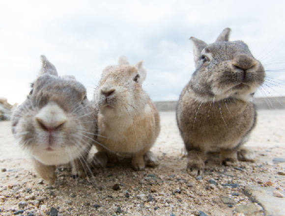 廣島・大久野島 ／ 在野生兔子們的棲息地「兔島」享受午餐和甜點！ 