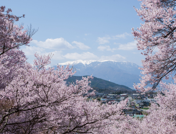 日本長野每年四月的「高遠櫻花祭」都可眺望日本阿爾卑斯的美麗櫻花 日本、長野、高遠櫻花祭